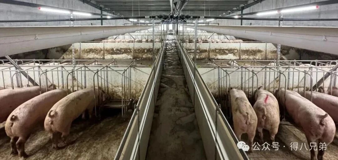 Local Raw Materials: The Core Synergies and Value Advantages of Liquid Feeding in Pig Farms