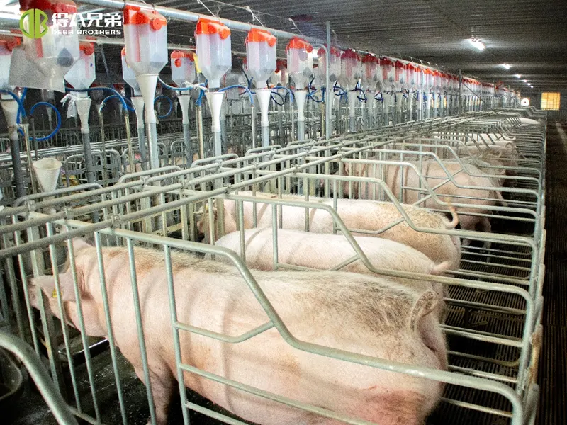 Pig House Ventilation Management: From Common Mistakes to Scientific Solutions – A Comprehensive Guide