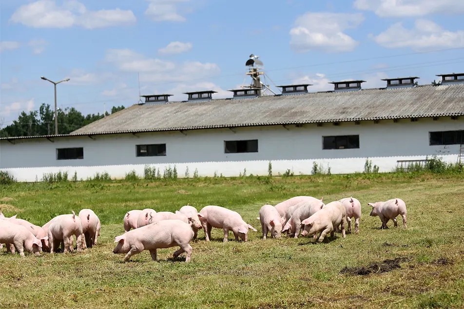 Causes of Suckling Piglet Mortality and Prevention Measures