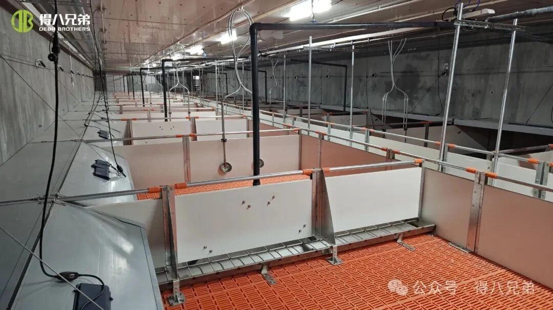 Heat Stress Prevention & Management in Swine Farms During Hot Weather