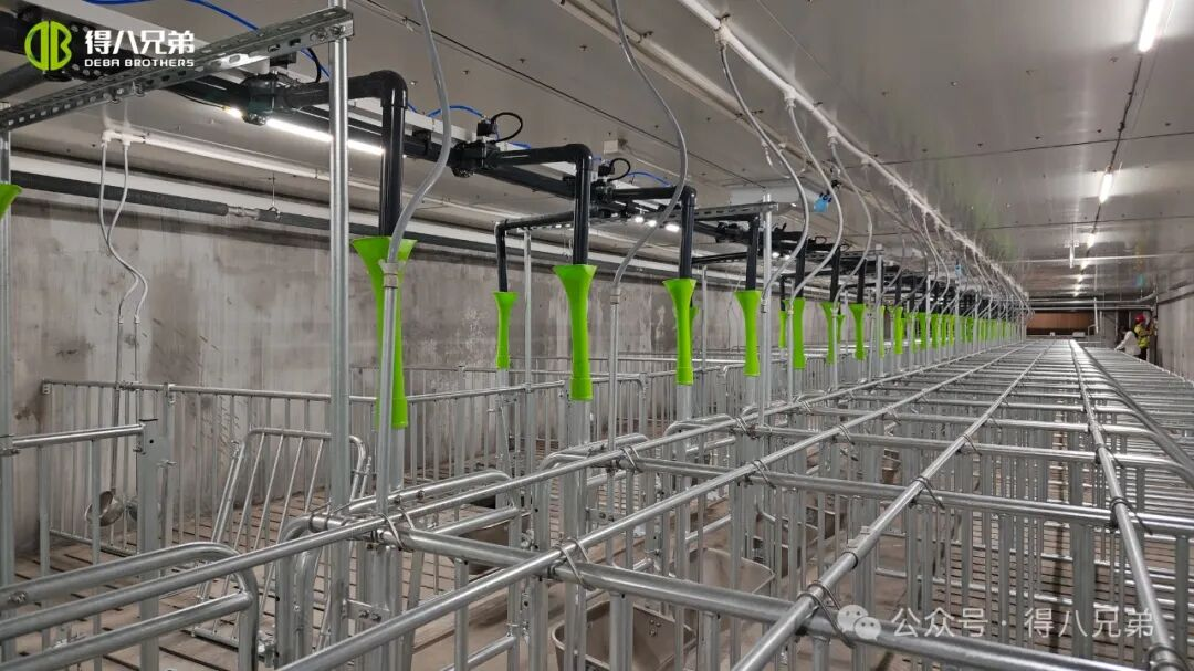 Liquid Feeding in Pig Farming: Five Key Advantages for Efficiency and Cost Savings