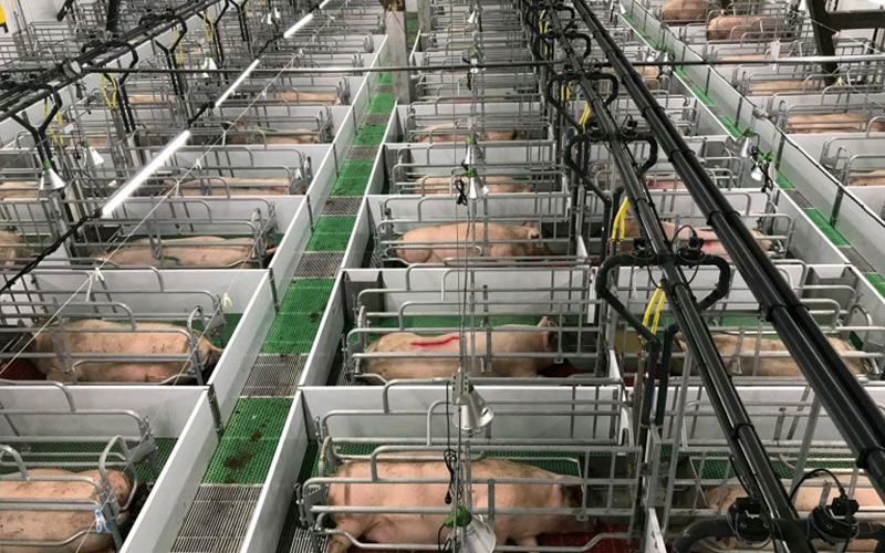 Precise Nutrition & Scientific Management: Empower Efficient Breeding of Gestating Sows — Debabrother Helps Pig Farms Improve Quality and Efficiency
