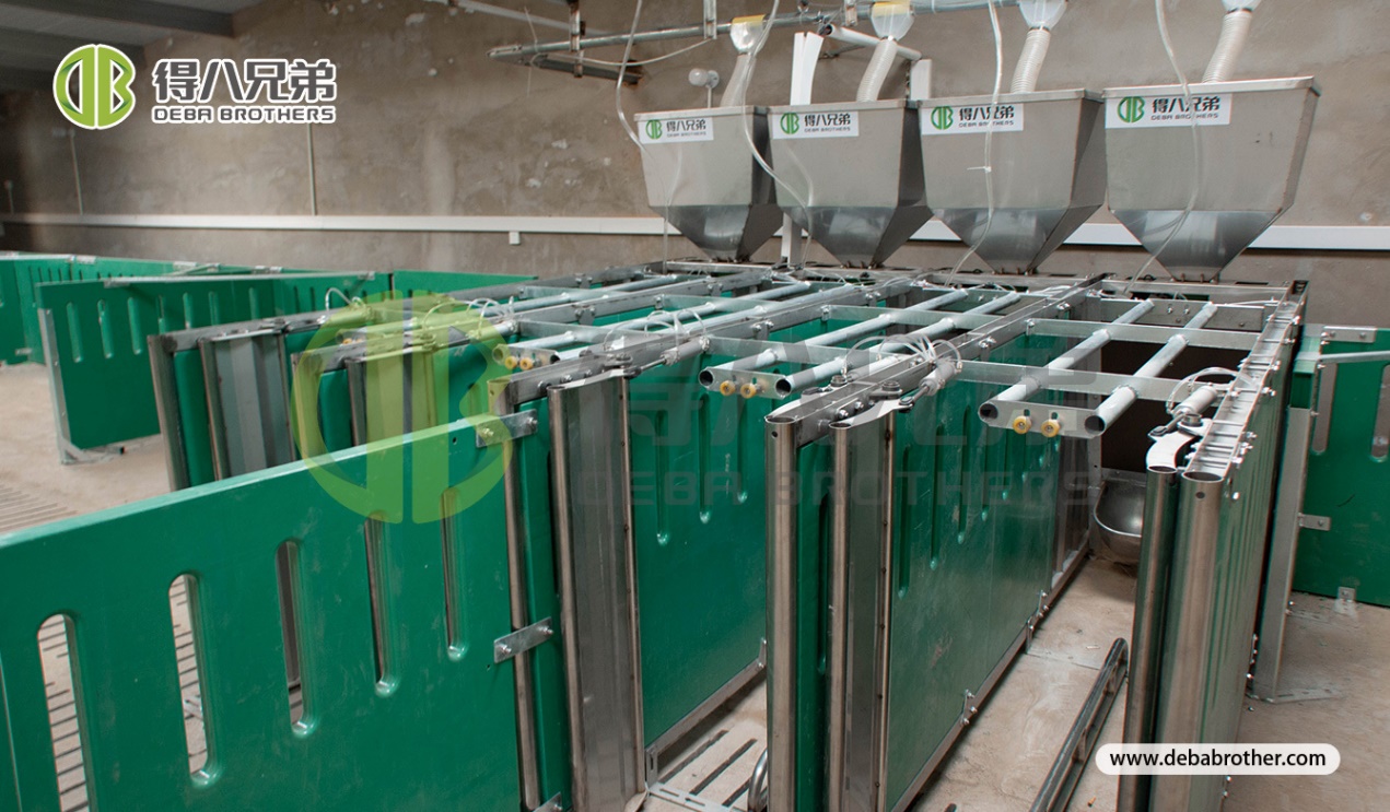 Prime Autumn Pig Farming Season: Scientific Management for Stable Efficiency Improvement — Debabrother Optimizes Pig Farm Management in Autumn
