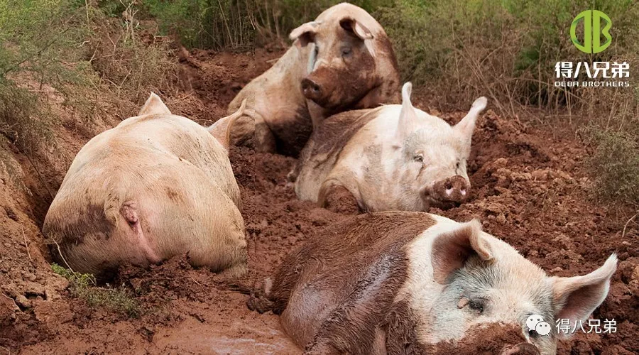Effects of Heat Stress on Intestinal Health, Immune System and Meat Quality of Pigs
