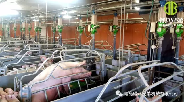 How Great Is the Impact of Lactating Sows’ Nutritional Status on Piglets?