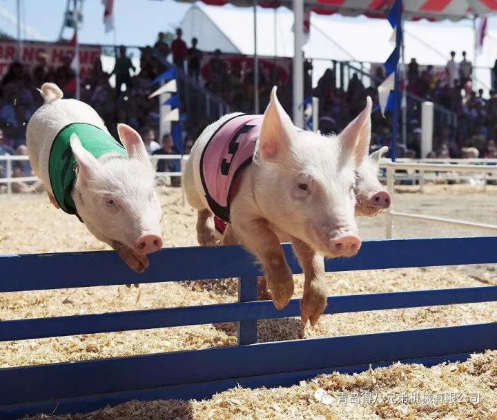 How Pig Farms Shorten Sows’ Farrowing Duration for Efficient Piglet Delivery