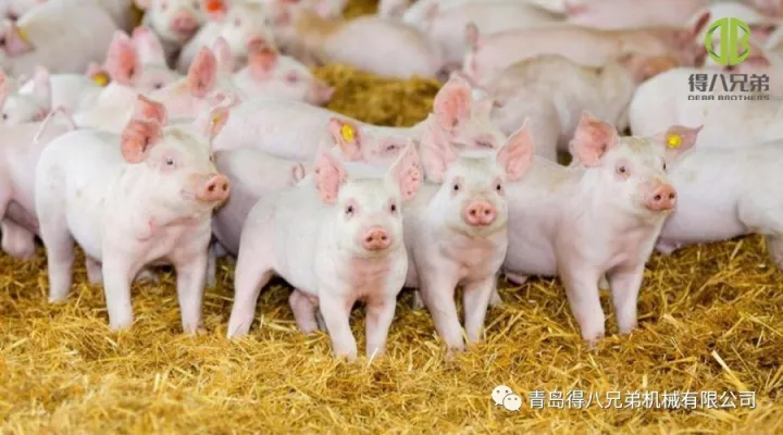 Improving Pig Farm Animal Welfare – China Edition