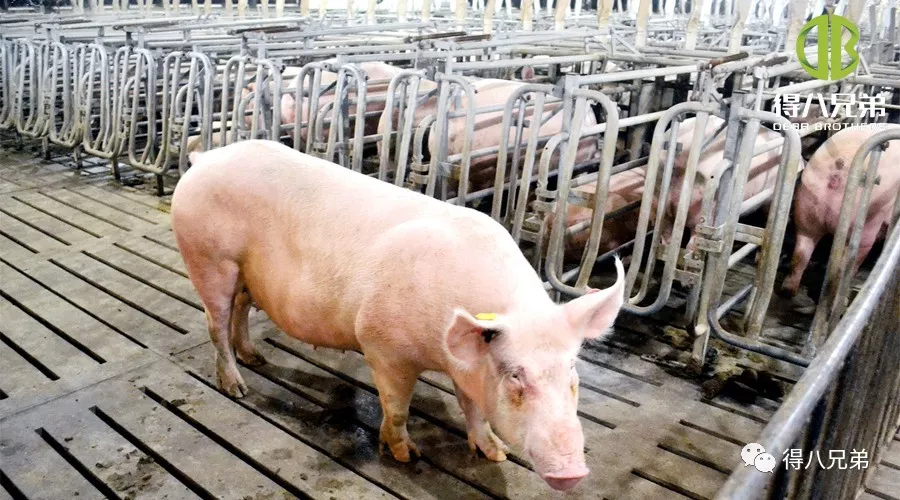Effects of Fermented Feed on Gestating Sows