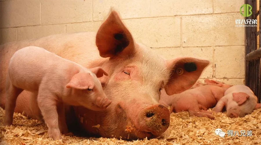 Impacts of Animal Welfare on Pig Production