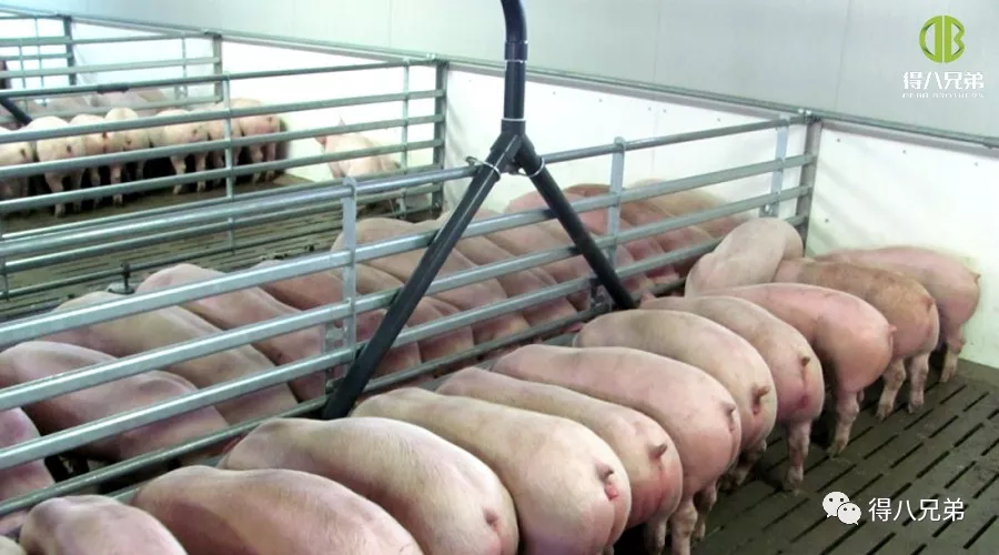 Research Status of Fermented Feed in China