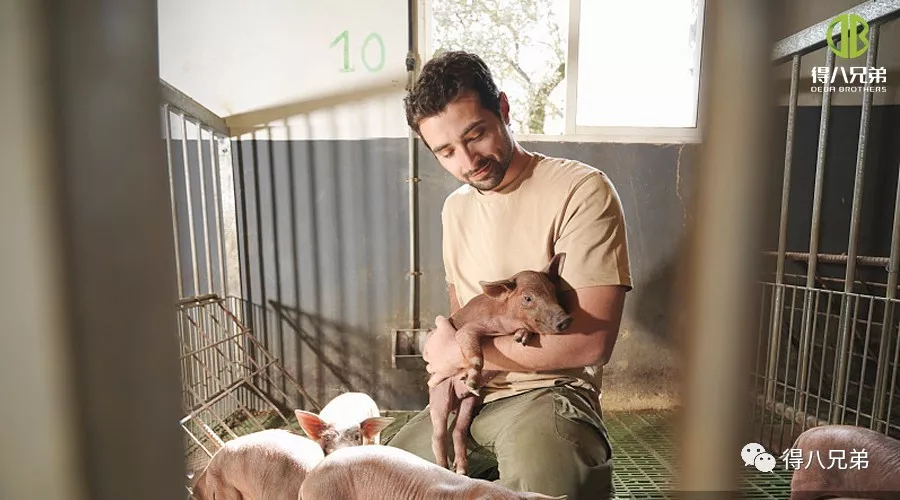Strategies for Improving and Enhancing Animal Welfare in Pig Farms
