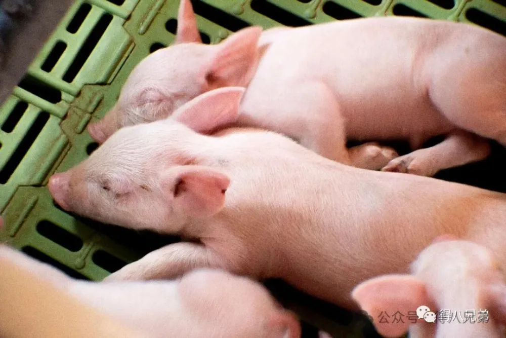 Save Labor & Cut Pre-Weaning Piglet Mortality
